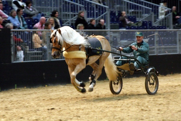 Pferd und Jagd 2008  091.jpg